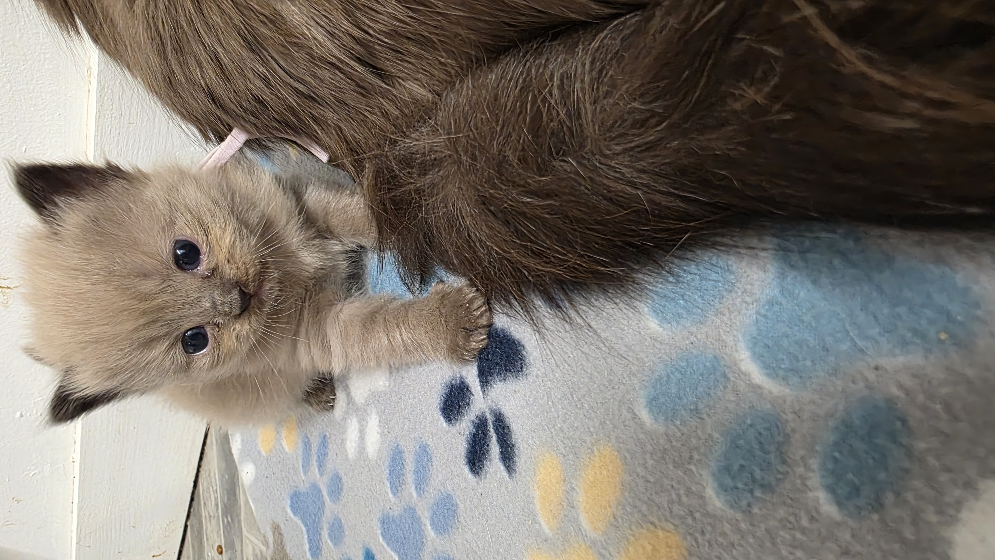 Purple Collar — Julia × Bryce litter, Abbey Road Rags